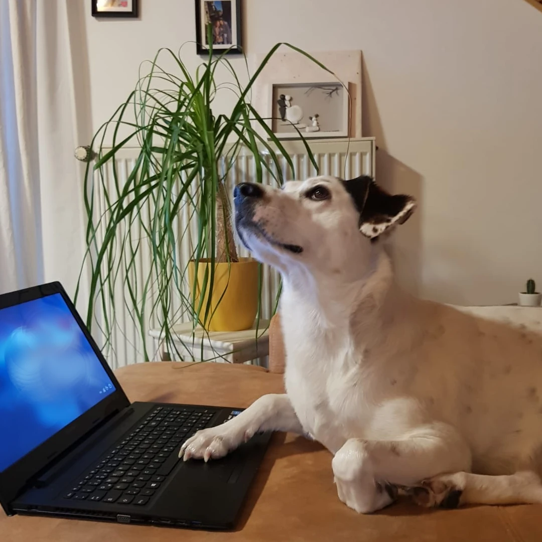 Dora – Sicherheitsbeauftragte & Bürohund